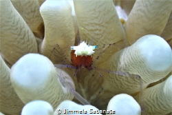 Mushroom Coral Shrimp - Cuapetes kororensis by Jimmela Sabanate 